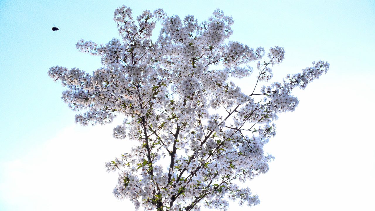 Asta Gröting, Cherry Blossom – Dawn and Dusk, 2022 Videostill, 4K UHD video with sound, loop 6:29 min © VG Bild-Kunst, Bonn 2025