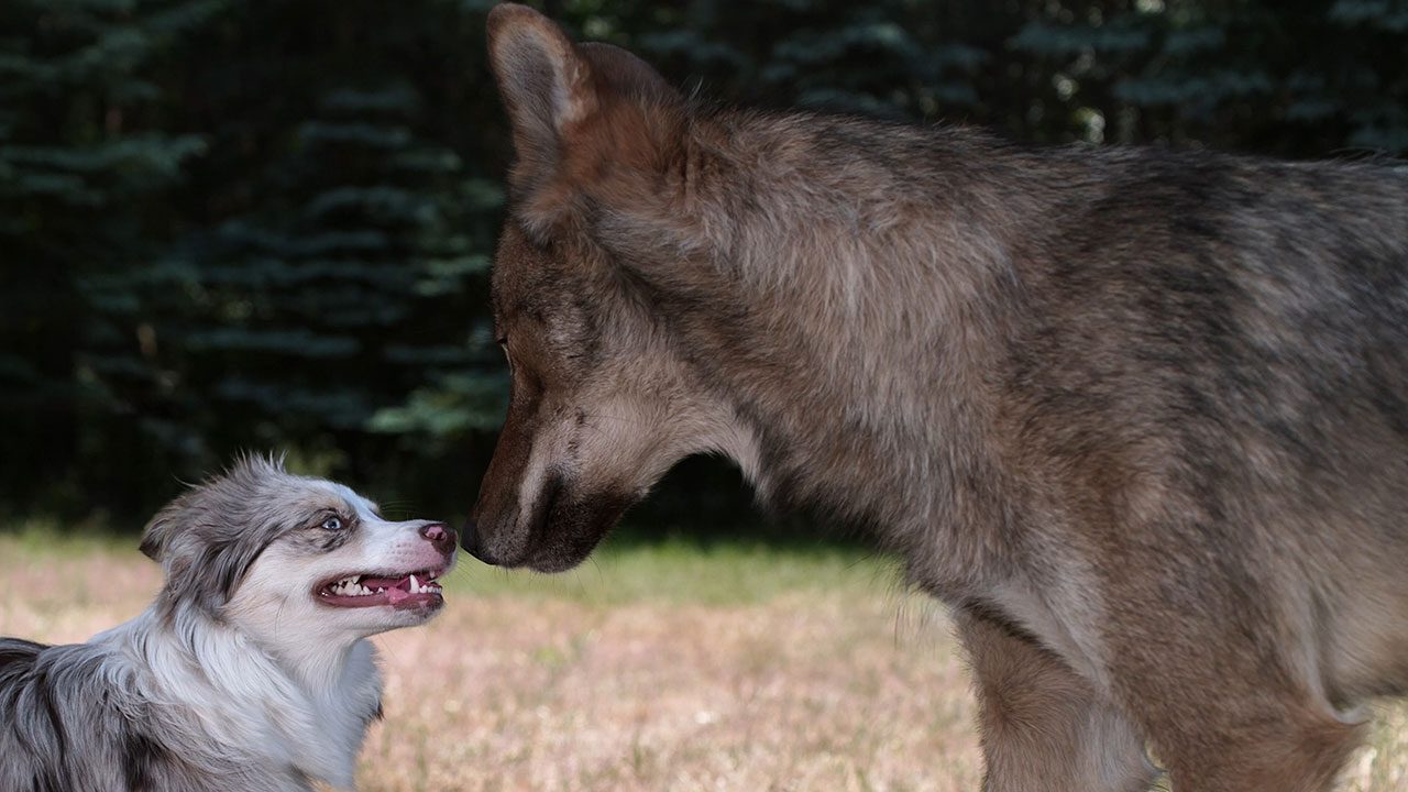 Asta Gröting, Wolf and Dog, 2021, Videostill, 4K UHD video with sound, 9:58 min © VG Bild-Kunst, Bonn 2025