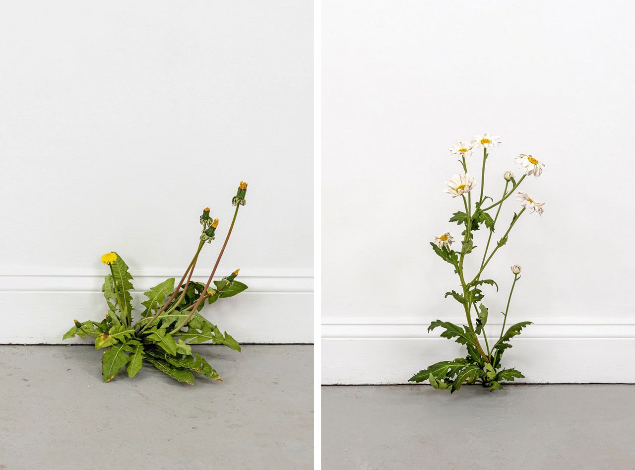 Left: Tony Matelli, Weed (771), 2025, painted bronze, 31.8 cm × 30.5 cm × 22.9 cm (12-1/2" × 12" × 9")Right: Tony Matelli, Weed (770), 2025, painted bronze, 53.3 cm × 22.9 cm × 20.3 cm (21" × 9" × 8")
