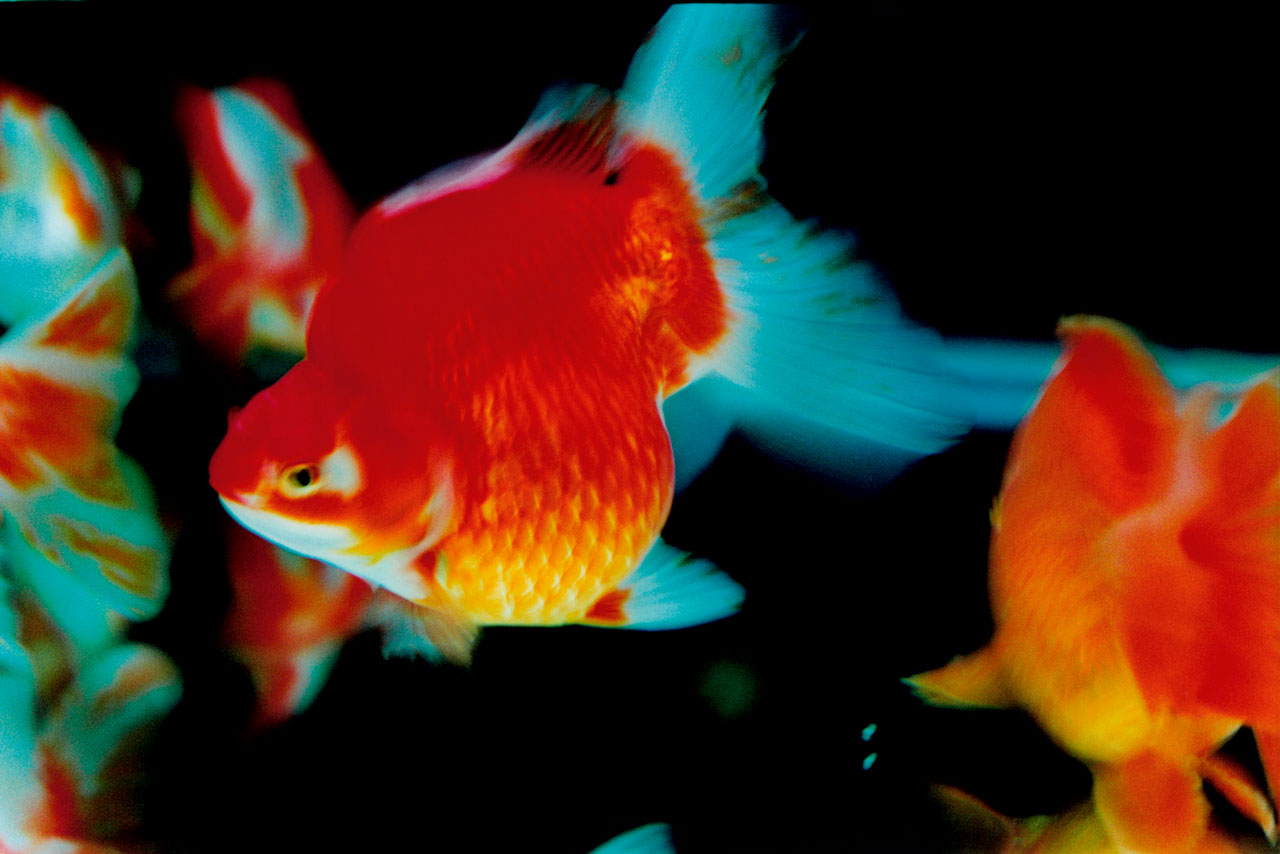 NINAGAWA Mika, Untitled, 2003; from the series Liquid Dreams. Courtesy Tomio Koyama Gallery, Tokyo, and Aperture