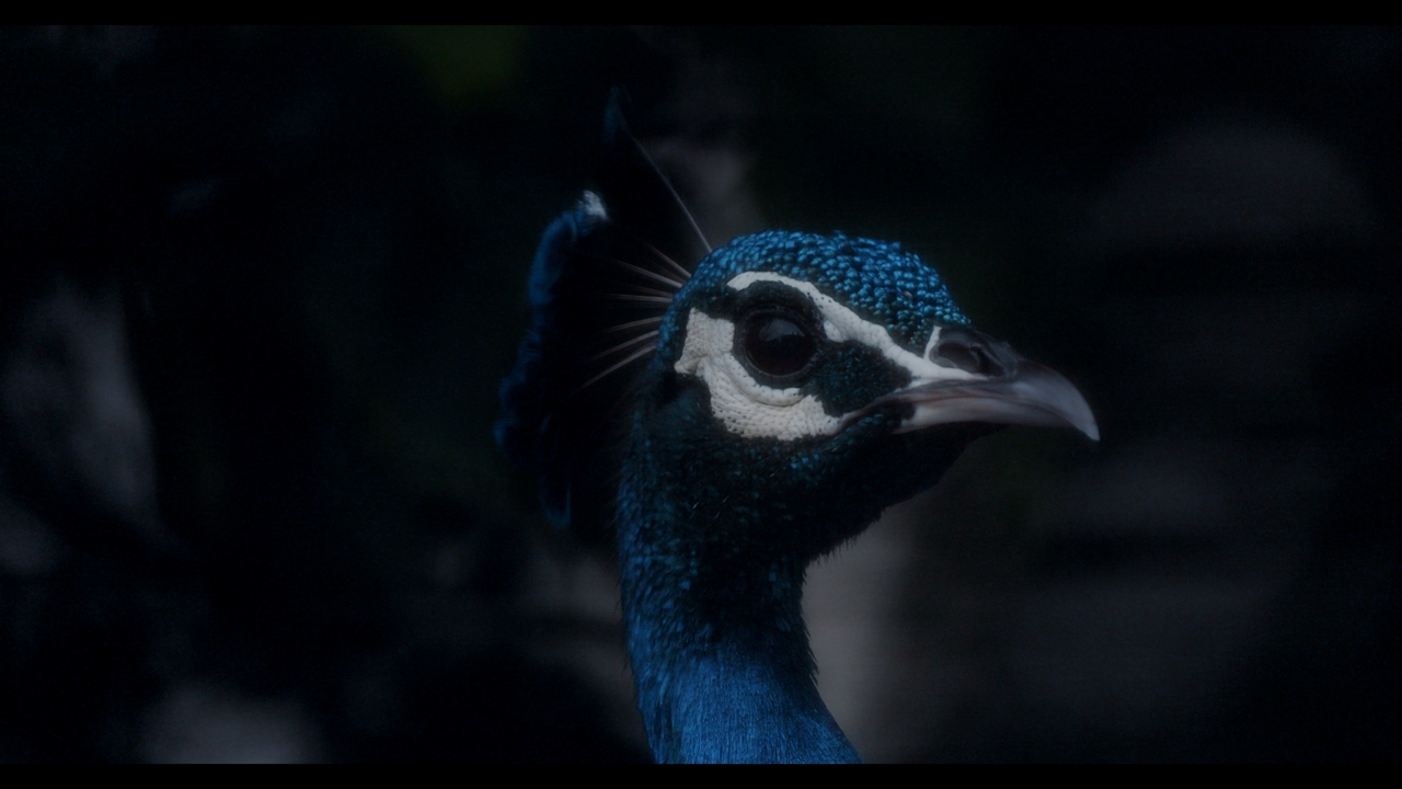 Amar Kanwar, The Peacock's Graveyard, 2023 (film still). Digital video installation, 7 screens, dimensions variable, 28 min., 16 sec. Courtesy of the artist and Marian Goodman Gallery