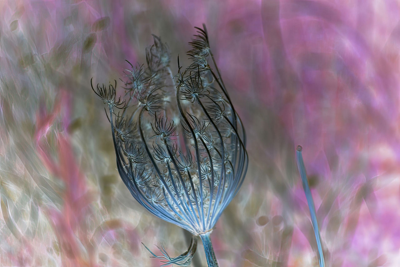 Dimitris Lempesis, Hydra Nature, 2026, Color photograph, 30×40 cm, Ed. 1/5, © & Courtesy the artist