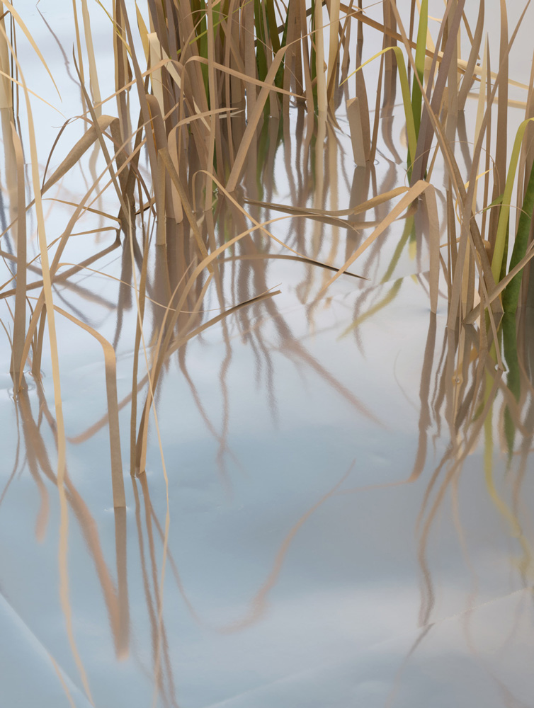 Thomas Demand, Schilf / Reed, 2025, UV print on copper, 33½ x 25¼ inches; 85 x 64 cm, © Thomas Demand, Courtesy the artist and Matthew Marks Gallery