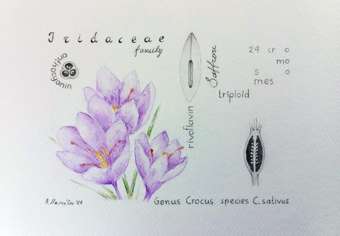 19. Varvara Maltezou 01, Digitalis Purpurea, 2025, Watercolour pencils, pencil,13 x 18 cm / 21 x 30 cm )framed)