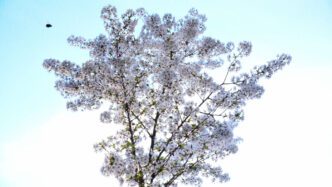 Asta Gröting, Cherry Blossom – Dawn and Dusk, 2022 Videostill, 4K UHD video with sound, loop 6:29 min © VG Bild-Kunst, Bonn 2025