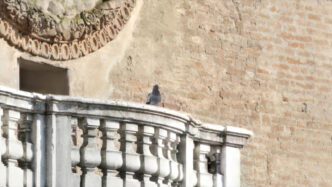 David Claerbout, Mantova Pigeon (still), 2021, single channel video, color, stereo audio, 5 min 10 sec loop, © David Claerbout, Courtesy the artist and Konschthal Esch