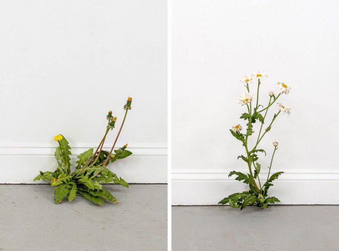 Left: Tony Matelli, Weed (771), 2025, painted bronze, 31.8 cm × 30.5 cm × 22.9 cm (12-1/2" × 12" × 9") Right: Tony Matelli, Weed (770), 2025, painted bronze, 53.3 cm × 22.9 cm × 20.3 cm (21" × 9" × 8")