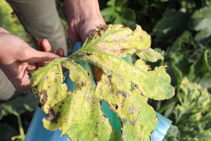 Forensic Architecture, Herbicidal Warfare_1, 2019, ©: Forensic Architecture and Ain Media Gaza Description: Leaves damaged by the aerial spraying of crop-killing herbicides by Israeli forces, collected by FA researcher Shourideh C. Molavi in 2018. From Herbicidal Warfare in Gaza.