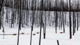 Matthew Barney, Redoubt, 2018. © Matthew Barney. Courtesy the artist; Gladstone, New York, Brussels, and Seoul; and Sadie Coles HQ, London. Photo: Hugo Glendinning