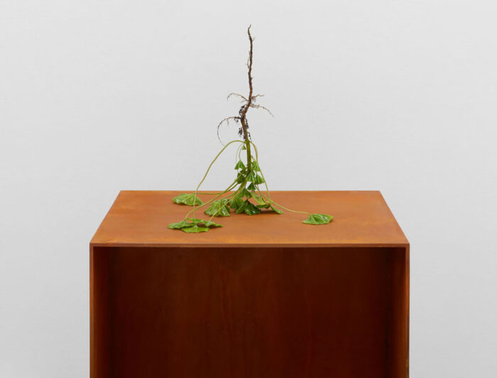 elly Akashi, Root Inversion (Mallow), 2026 Flame-worked borosilicate glass, weathering steel, 35.6 x 35.6 x 35.6 cm, © Kelly Akashi, Courtesy the artist and Lisson Gallery